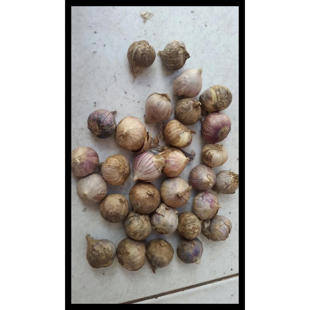 

Bawang Putih Tunggal Super Terbaik