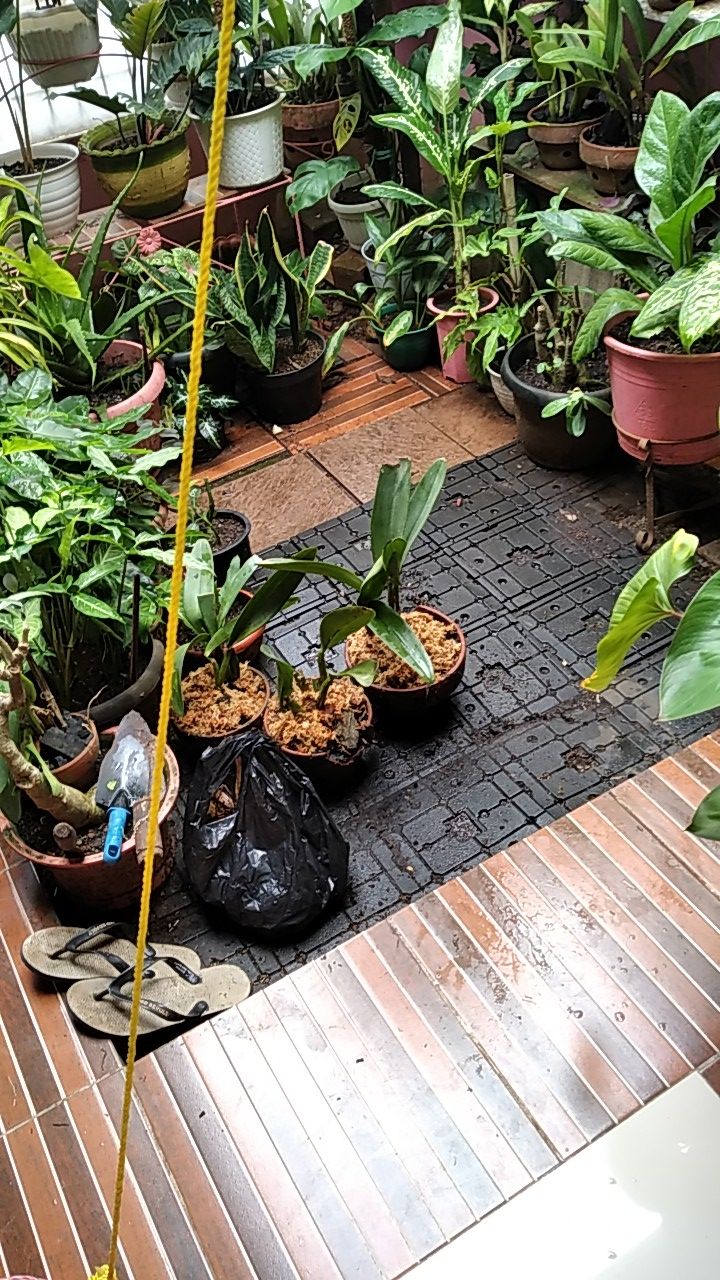 Tanaman Hias Rosemary Anti Nyamuk