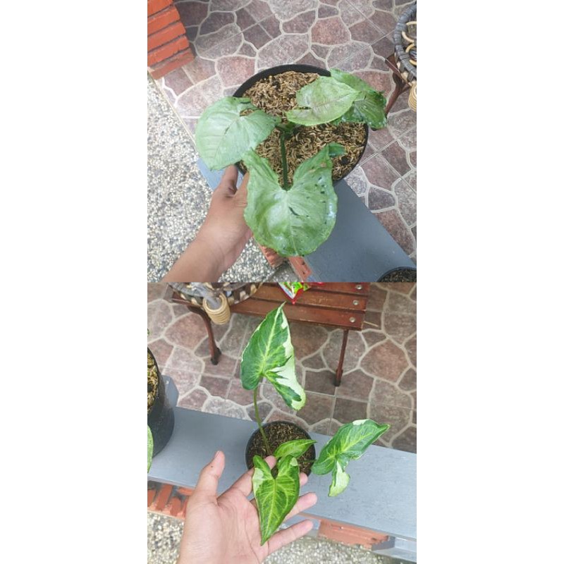 Paket syngonium green splash + syngonium magic marble