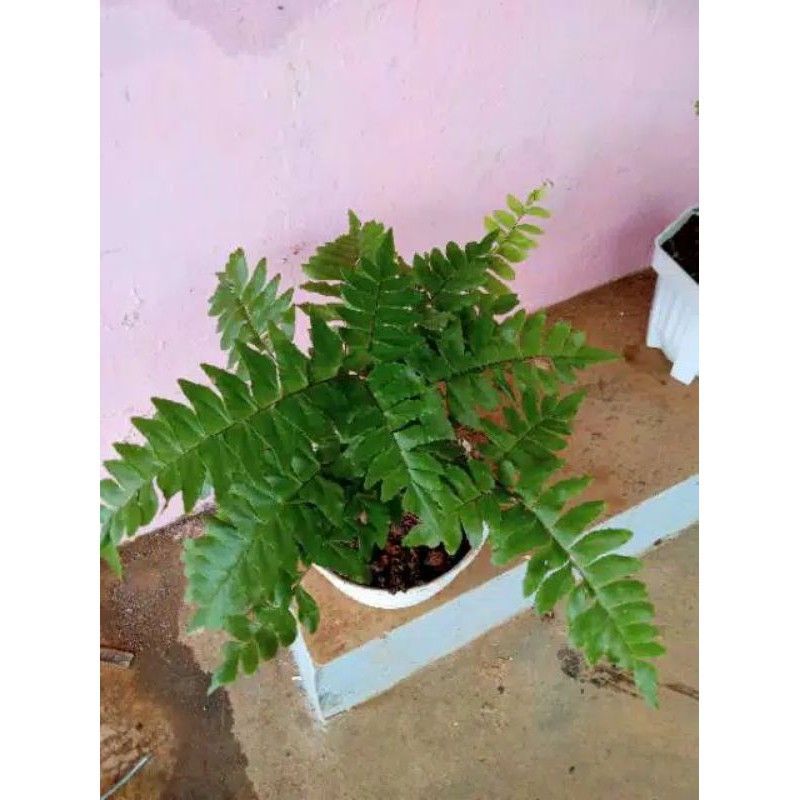 TANAMAN HIAS SUPLIR DAUN BESAR | POT SUPLIR