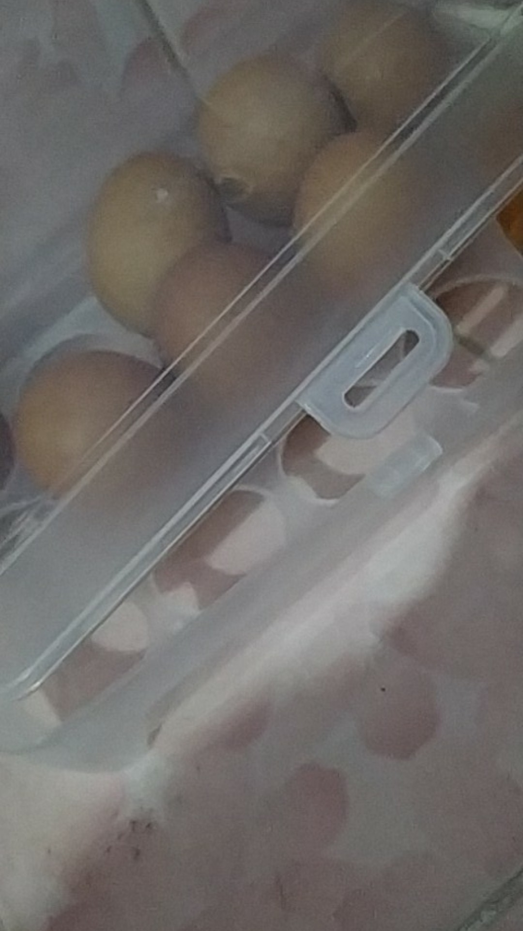 Kotak Telur Plastik Isi 15 Egg Tray | Jual Box Rak Telur Rapi Aman Produk Rumah Tangga Alat Dapur