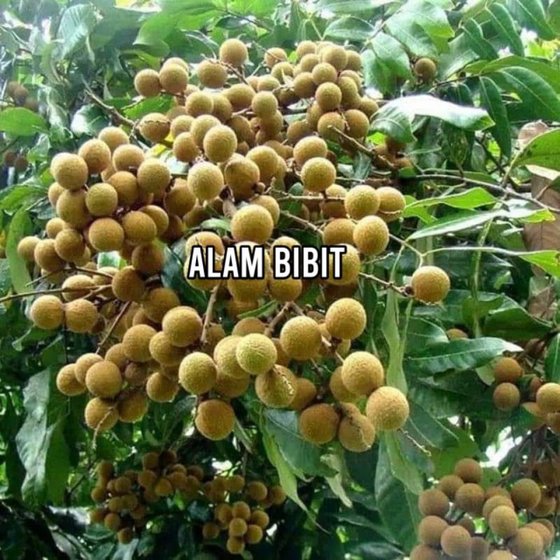 BIBIT KELENGKENG AROMA DURIAN OKULASI (COCOK DI TANAM POT)