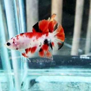  Cupang  jantan plakat mix koi  galaxy  multi emerald nemo 