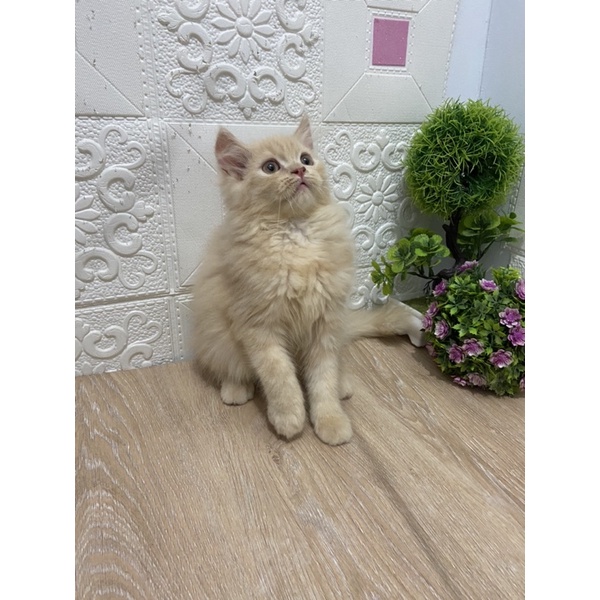 KUCING PERSIA HIMALAYA RAGDOL MUNCHKIN