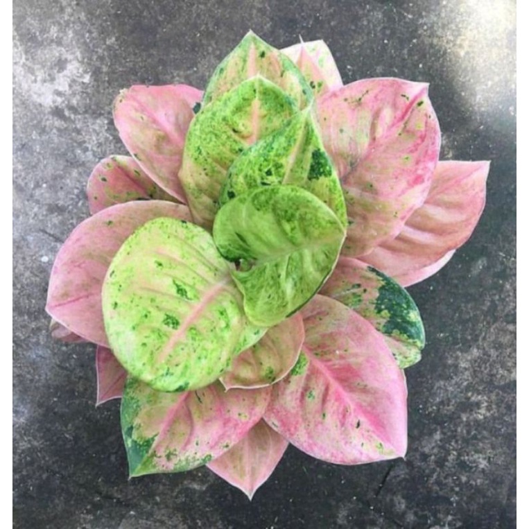 Aglonema Murah Anakan Emerald Best Seller
