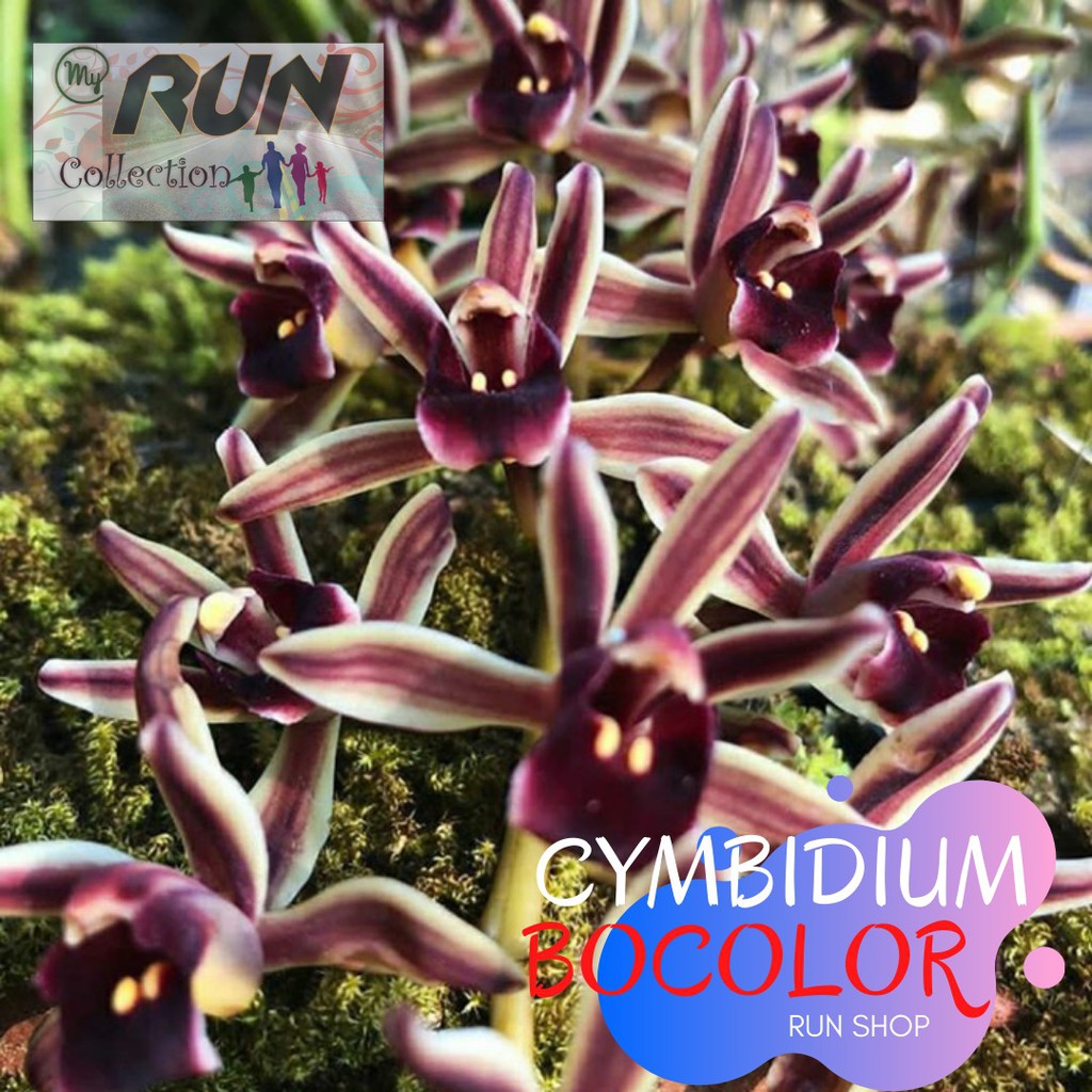 Anggrek Tanah Cymbidium Bicolor DEWASA SIAP BUNGA