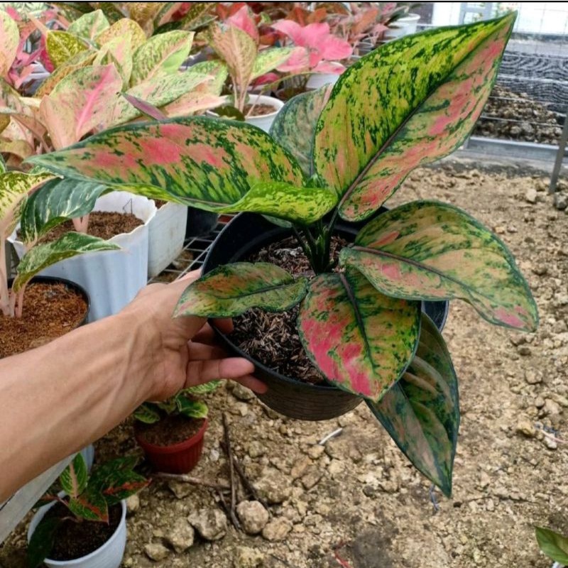 Tanaman Hias Aglonema Red Heng Heng bibit 2-4 daun - tanaman hias hidup - bunga hidup - bunga aglone