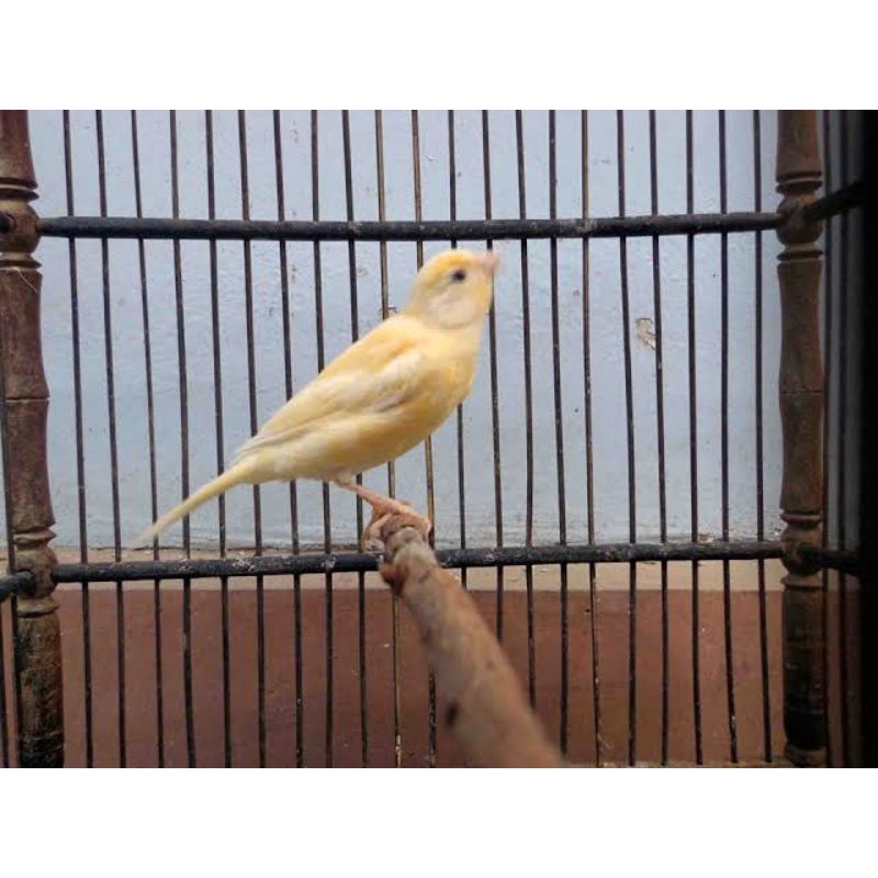 BURUNG KENARI BETINA SIAPAN