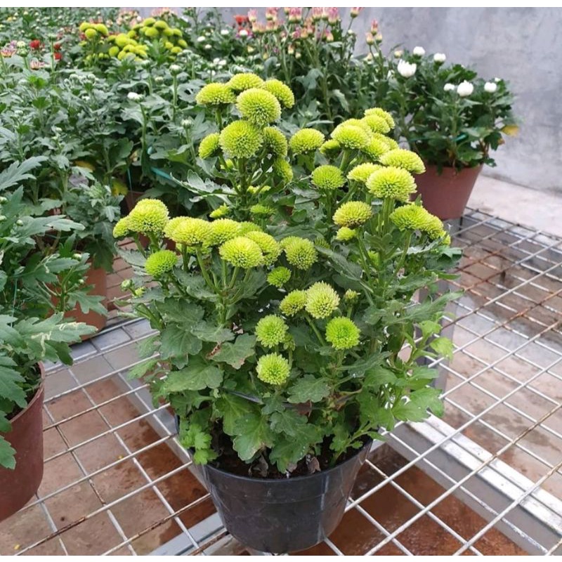 Bunga Krisan Hijau Per Tangkai Cantik Imut