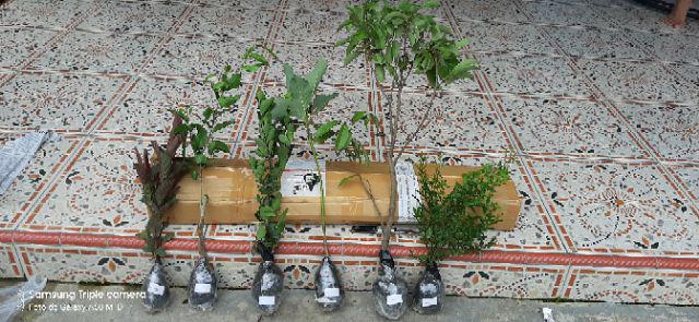 Bibit Tanaman Buah Alpukat Wina