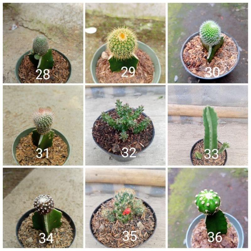 Tanaman Hias Kaktus Sukulen/Succulent Ukuran Mini Okulasi