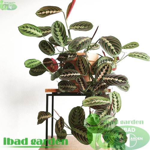 Tanaman hias indoor yang tahan ac CALATHEA MARANTA Tanaman hias indoor yang tahan ac CALATHEA MARANTA