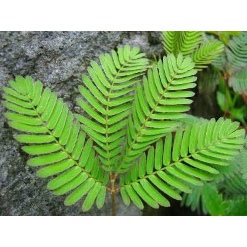 Daun Putri malu, oba kuat alami dan Tahan lama