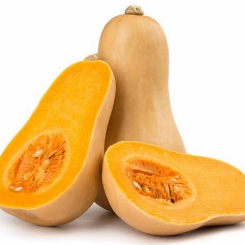 Benih Labu Madu F1 - bibit labu madu butternut