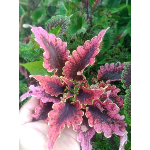 miana_premium/coleus/ingler