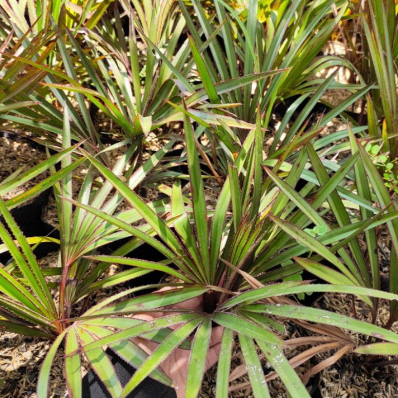 Bibit Tanaman Palem Anggur Merah