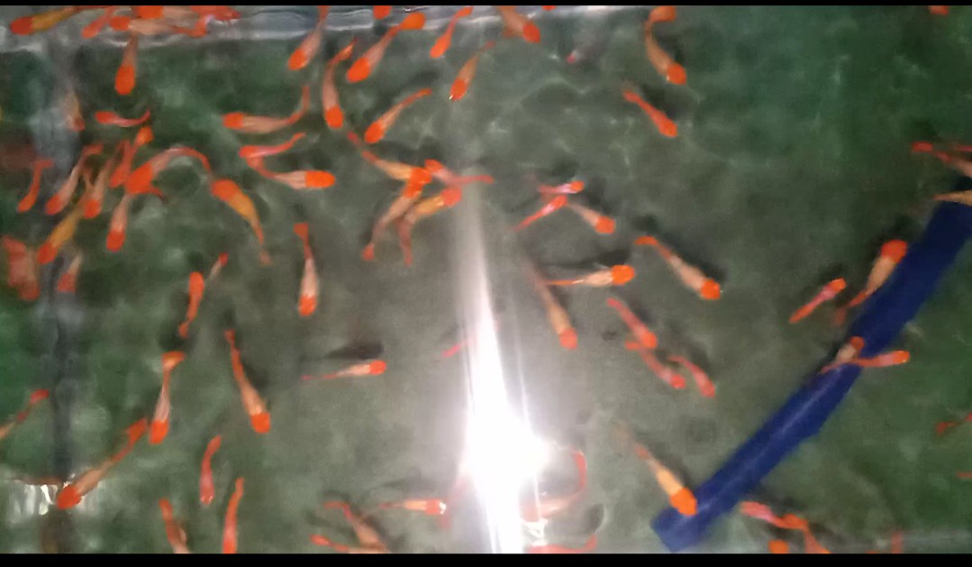 Termurah Alat Pengaduk Cat / Mixer Semen / Cat 60x400mm