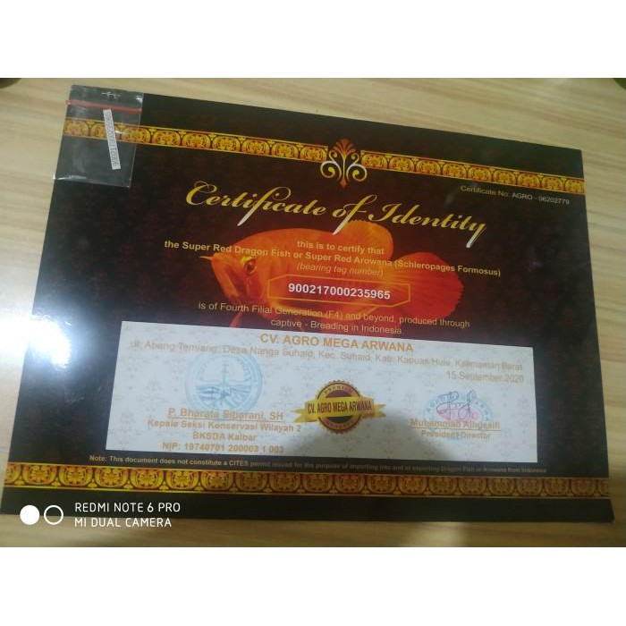 Aksesoris Aquarium / Sertifikat Serti Chip Arwana Super Red Sr Red Merah Kalimantan - Tanpa