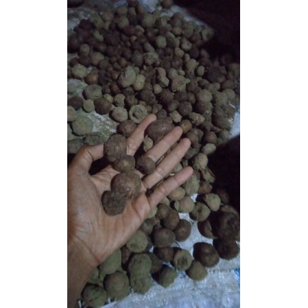 bibit porang isi 50biji/kg