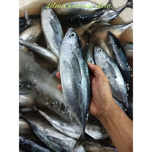 

ikan tongkol abu abu segar super Joss /1kg