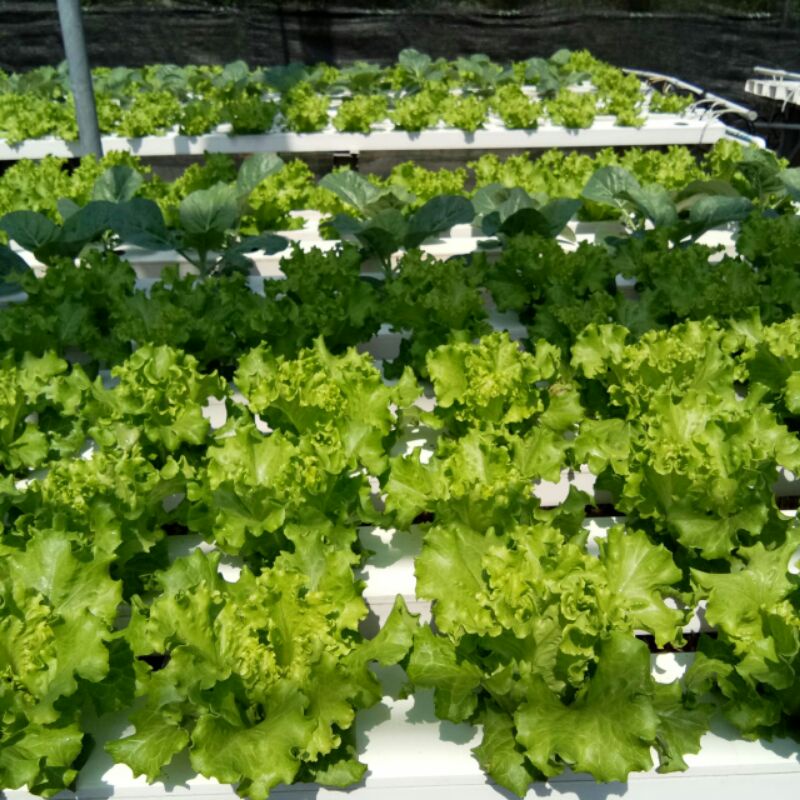 

Selada Hidroponik Bebas Pestisida