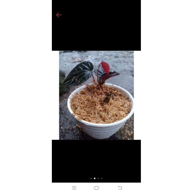 Tanaman hias Sirih Wulung keraton Merah (sirih keraton)