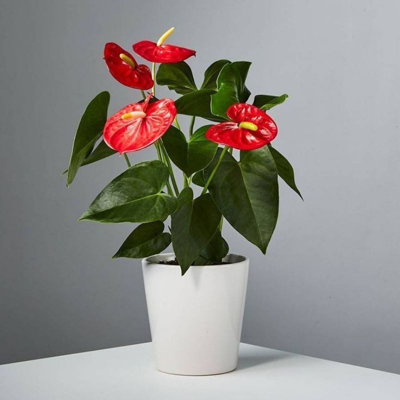 TANAMAN HIAS ANTHURIUM MICKEY MOUSE RED HEAT