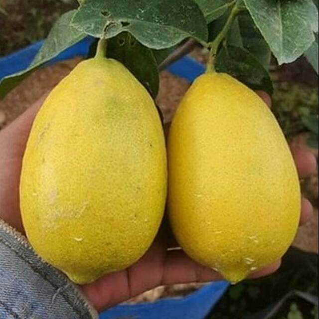 Bibit lemon tea berbuah/bibit buah lemon tea