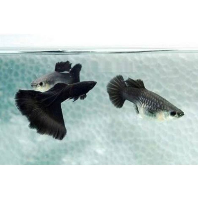 ikan Guppy black Moscow sepasang