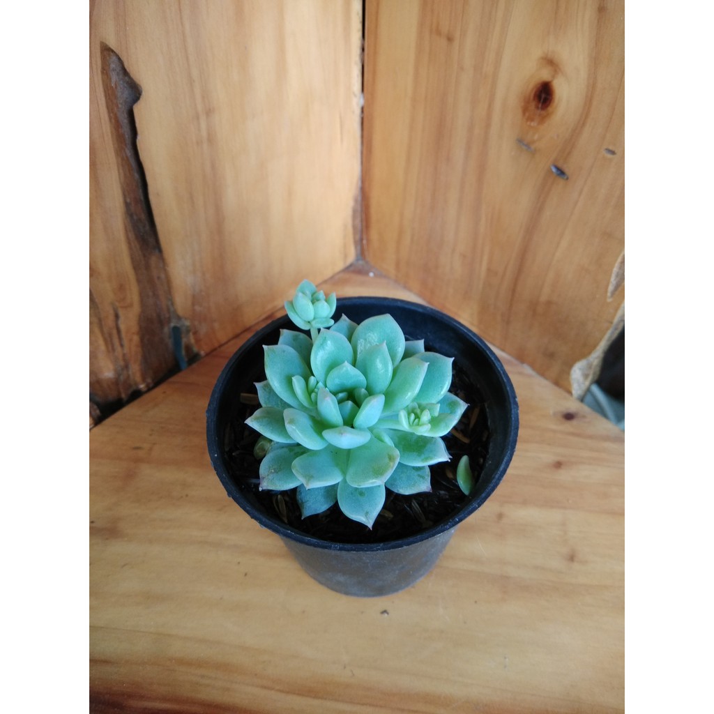 Tanaman Hias Sukulen Echeveria Prolifica