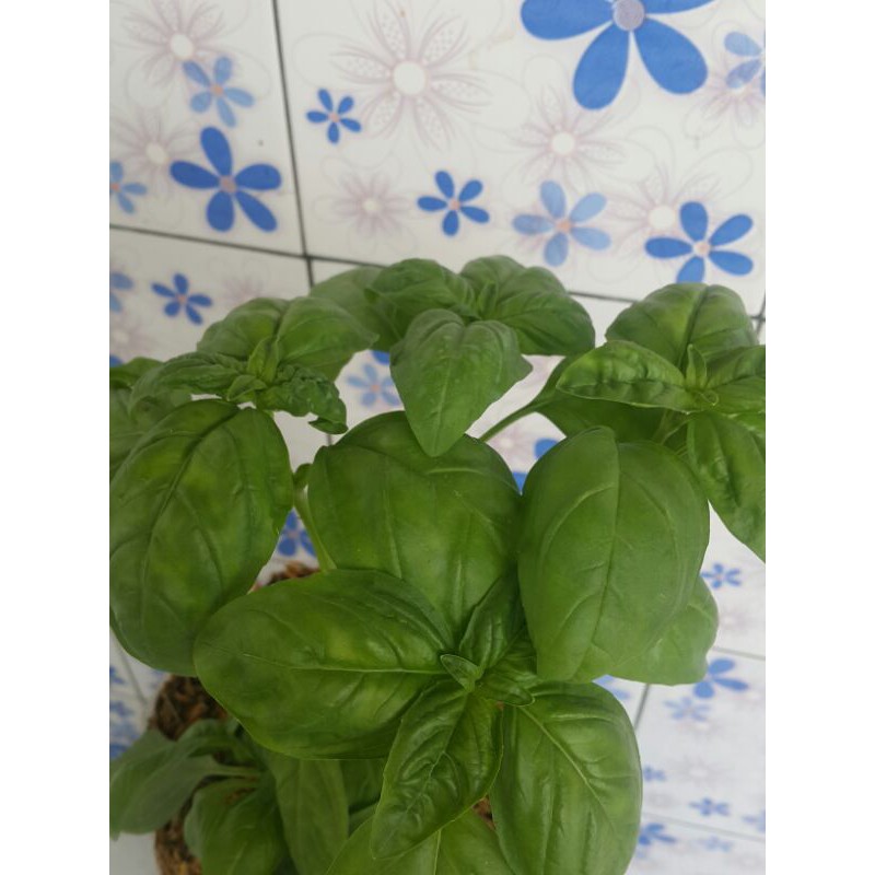 Tanaman Basil