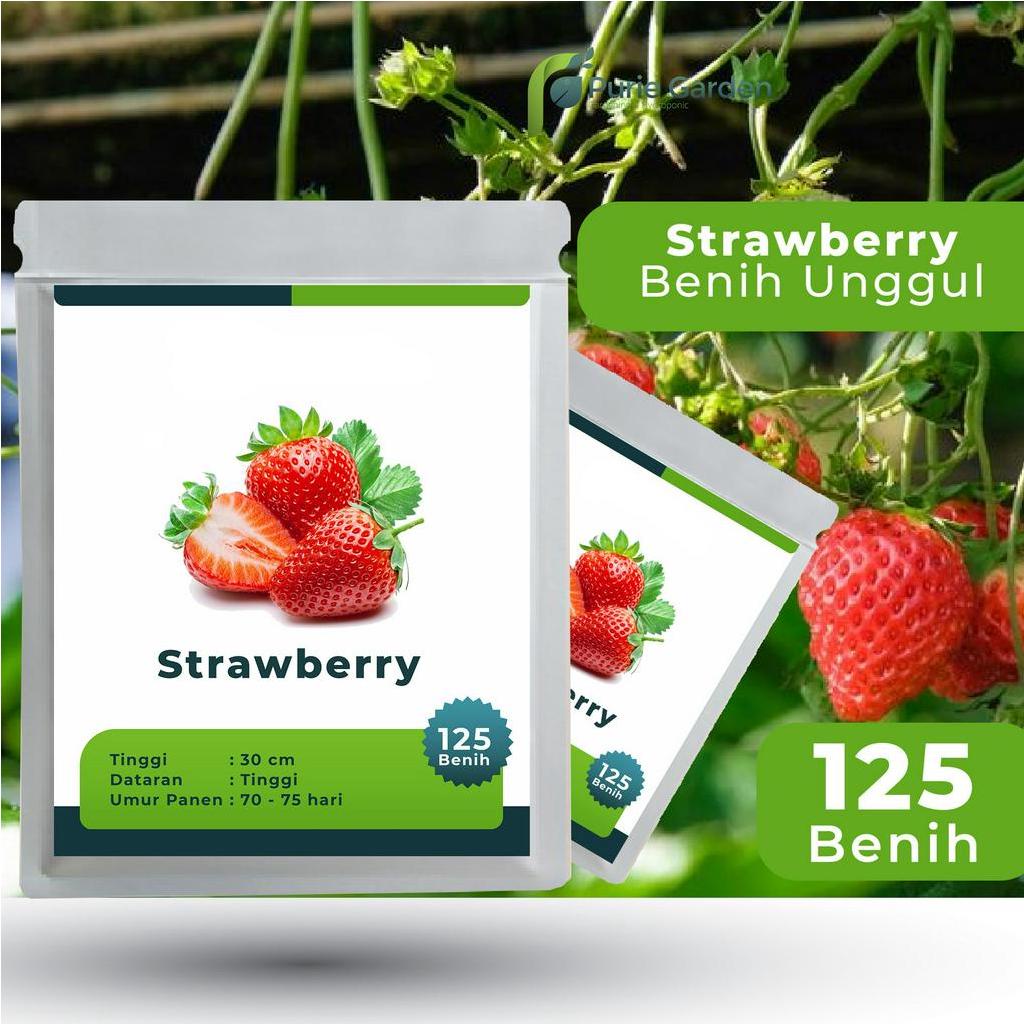 Benih Bibit Biji Unggul Strawberry 125 Benih PG SBY