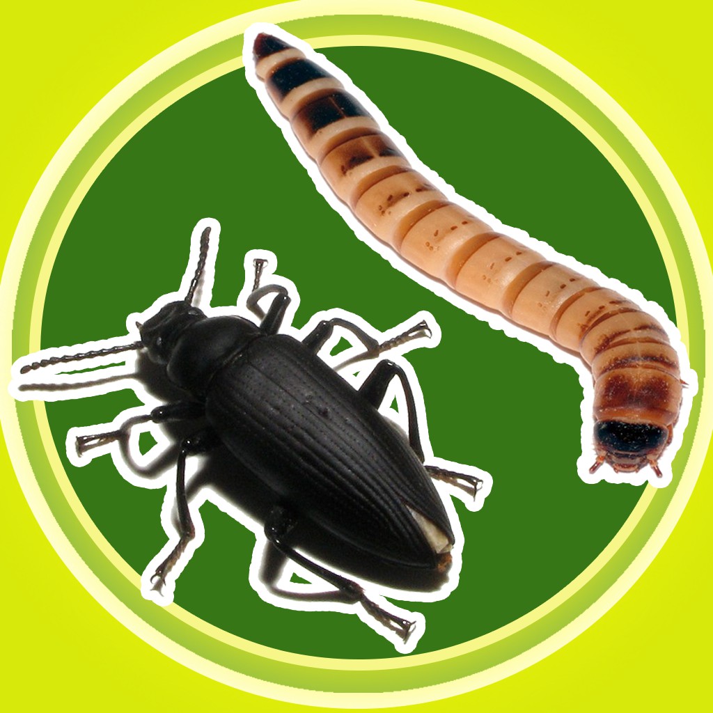 INDUKAN ULAT JERMAN KUMBANG/ KEPIK GERMAN INDUKAN ULAT ALAMI SEHAT TANPA BAHAN PENGAWET/ PESTISIDA