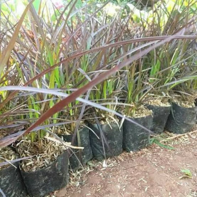 Tanaman Outdoor Love Gress Alang - Alang Merah - ilalang ekor kuda