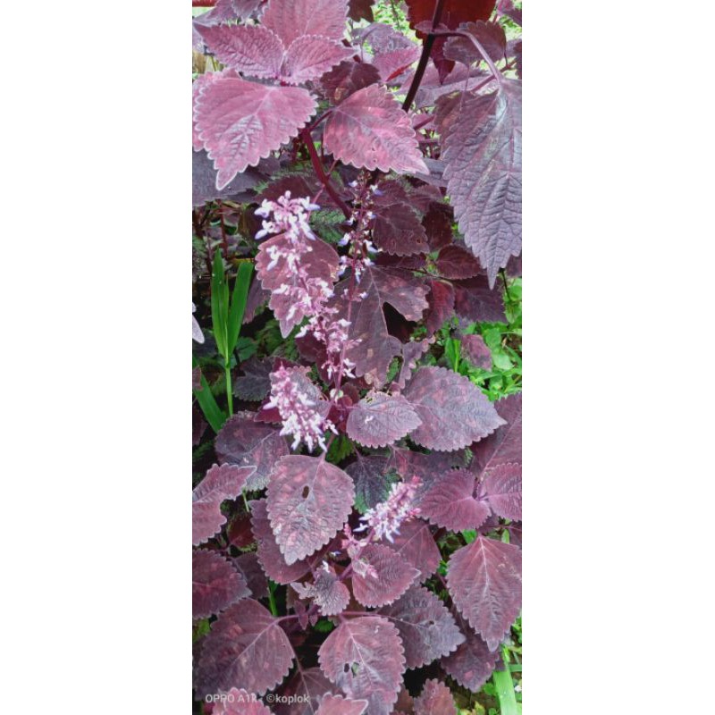 tanaman hias miana/jawer kotok hitam herbal