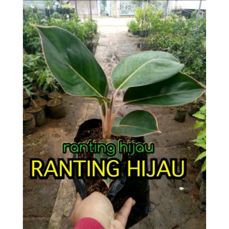 bunga aglonema black lipstik super bunga aglonema black lipstik