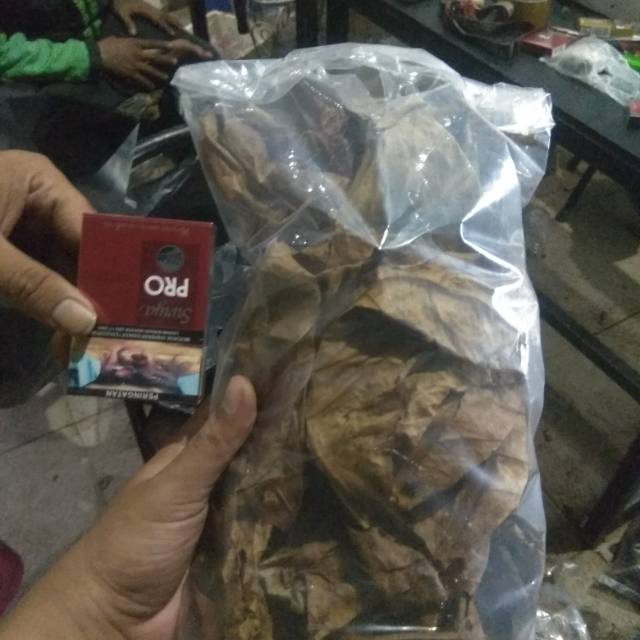 

Ketapang laut Olahan