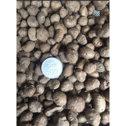 Bibit Katak Porang super per kg