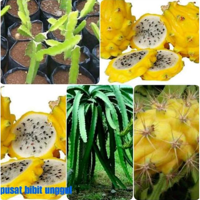BIBIT BUAH NAGA KUNING IMPORT FIX