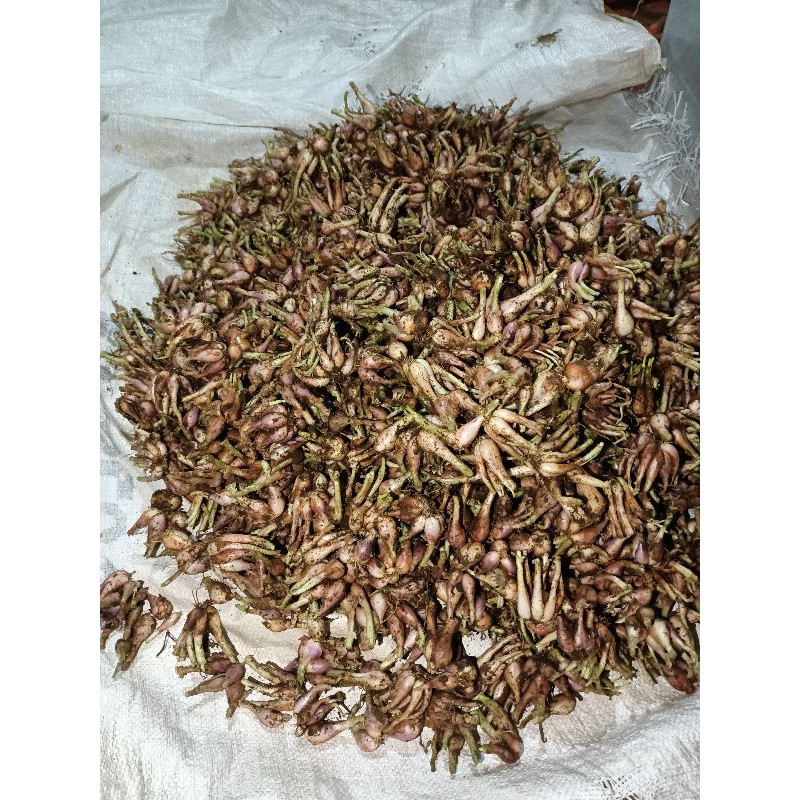 

bawang Sumenep