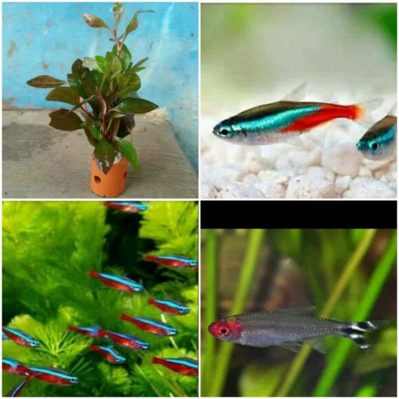 

paket Tetra