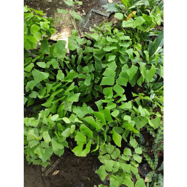 Tanaman hias suplir gajah / suplir daun besar