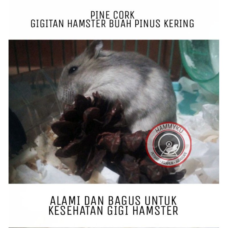 MAINAN HAMSTER - BUAH PINUS KERING - GIGITAN HAMSTER - PINE CONE CORK