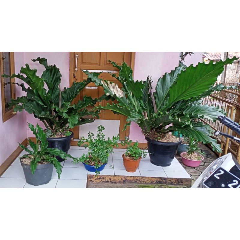 BUNGA GELOMBANG CINTA / SLEDRI / BUNGA ANTURIUM