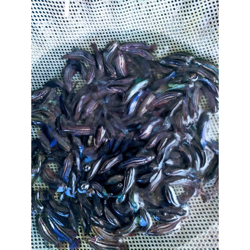 cupang Bagan Dasi Hitam betina/cwean+bonus