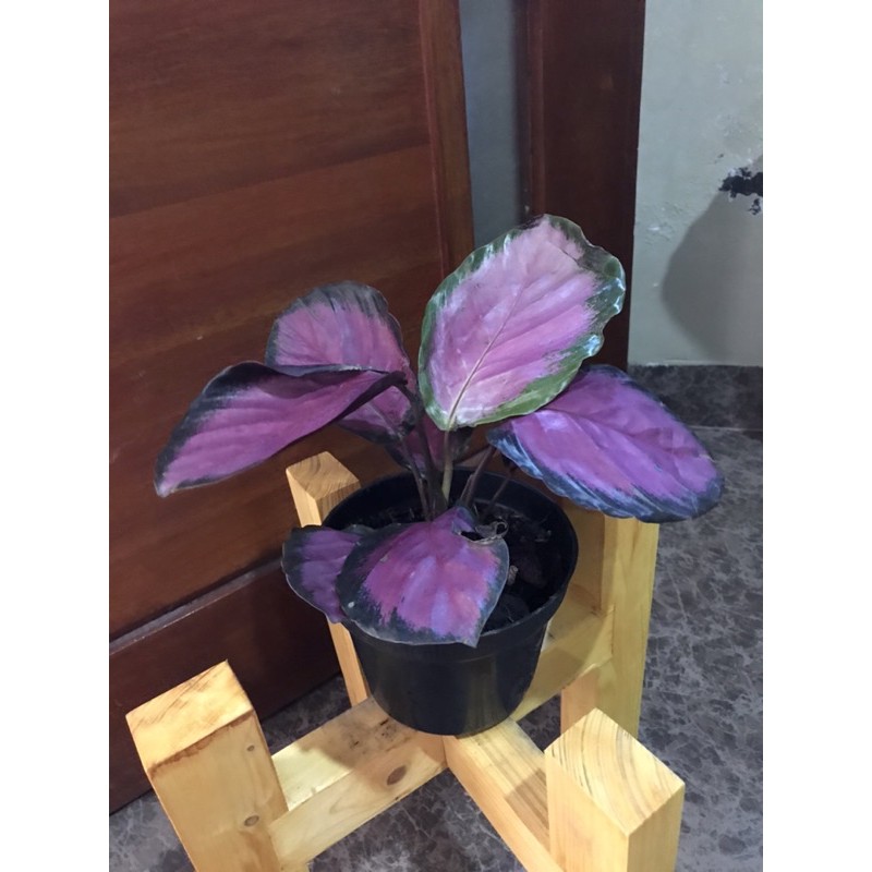 bunga Calathea crimson ungu import serumpun sesuai foto