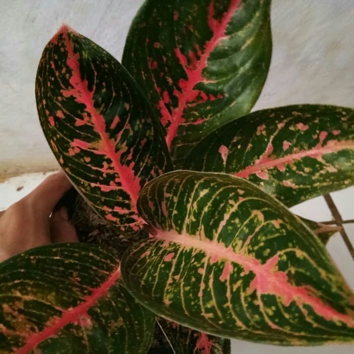 Tanaman hias Aglonema adelia merah lokal