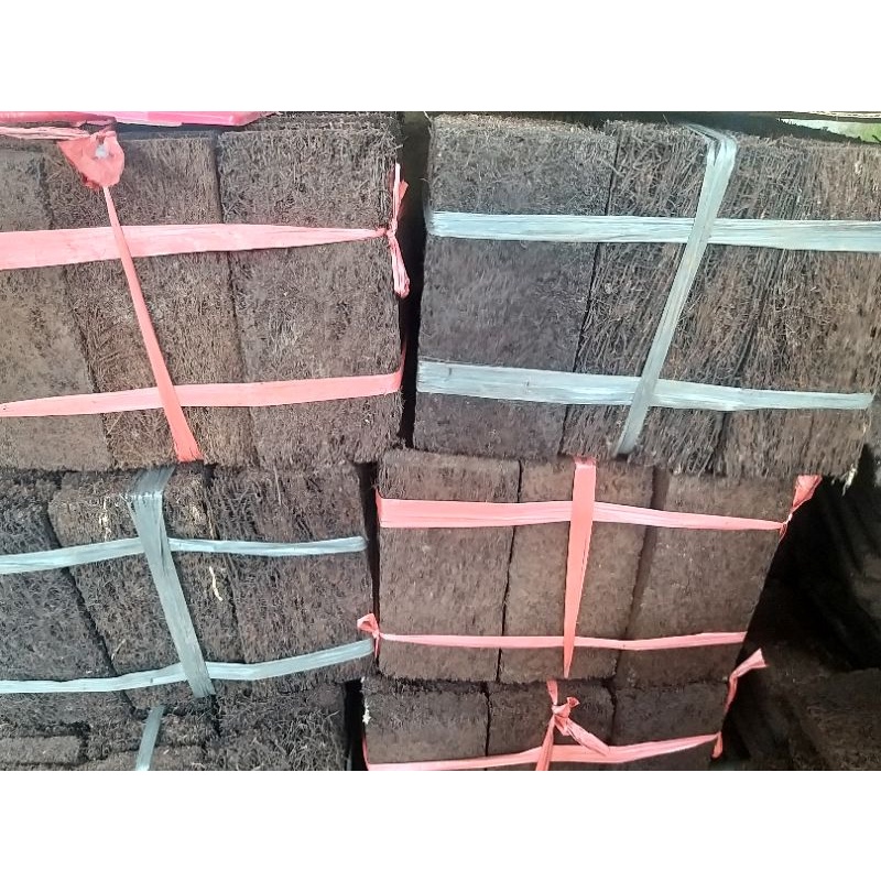 pakis kotak media tempel anggrek