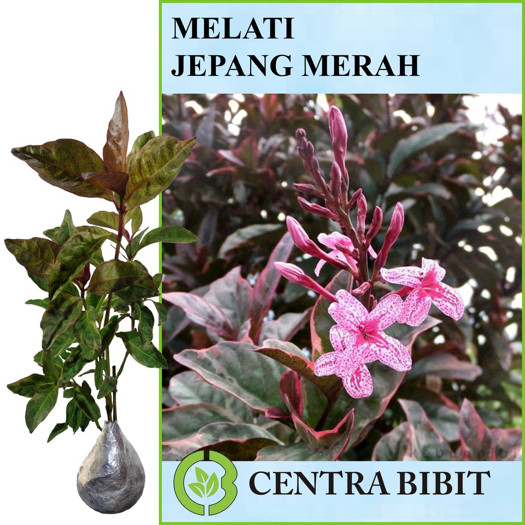 Tanaman Melati Jepang Merah