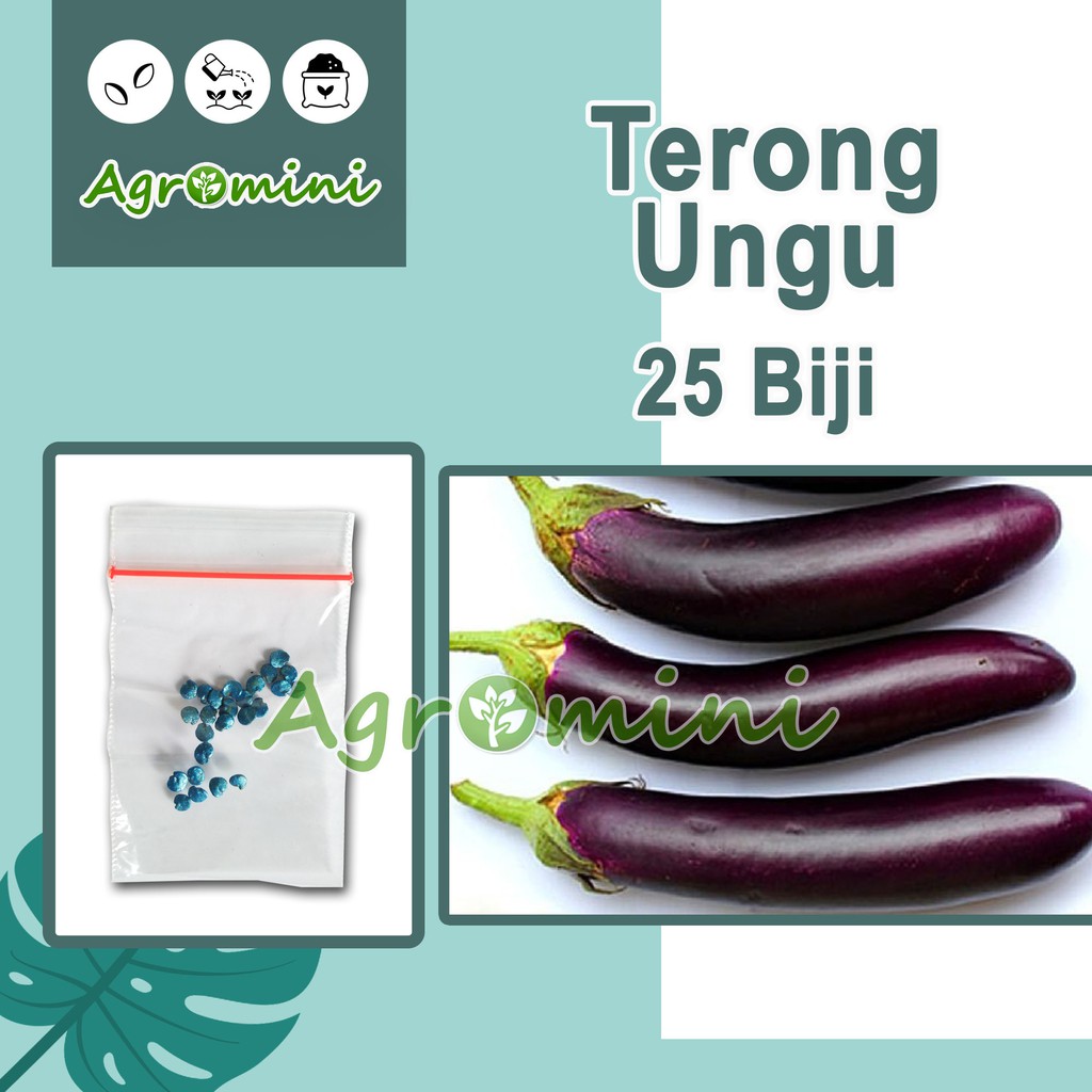 

25 Benih Terong Ungu Panjang F1 Tangguh Unggul Berkualitas - Benih Bibit Sayuran Seribuan